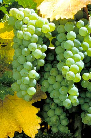 sauvignon_blanc_white_grape_variety